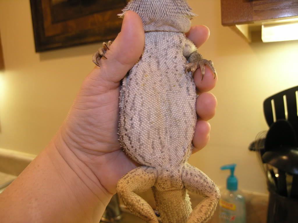 Yellow Fungus Bearded Dragon Treating Yellow Fungus Disease • Bearded